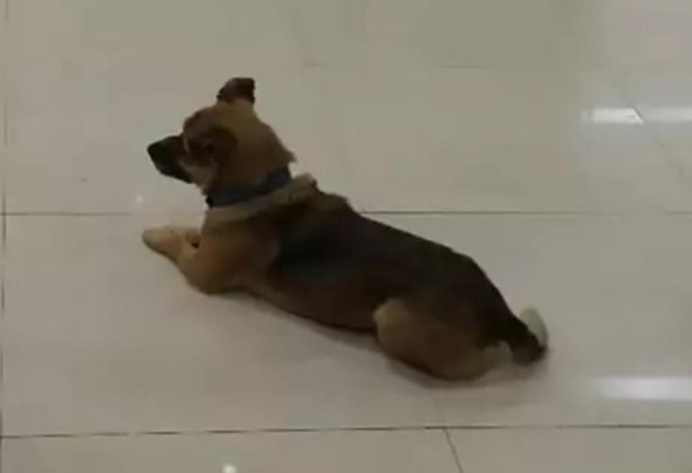 Come Hachiko, questo cane ha aspettato tre mesi il padrone ricoverato per Covid davanti all'ospedale