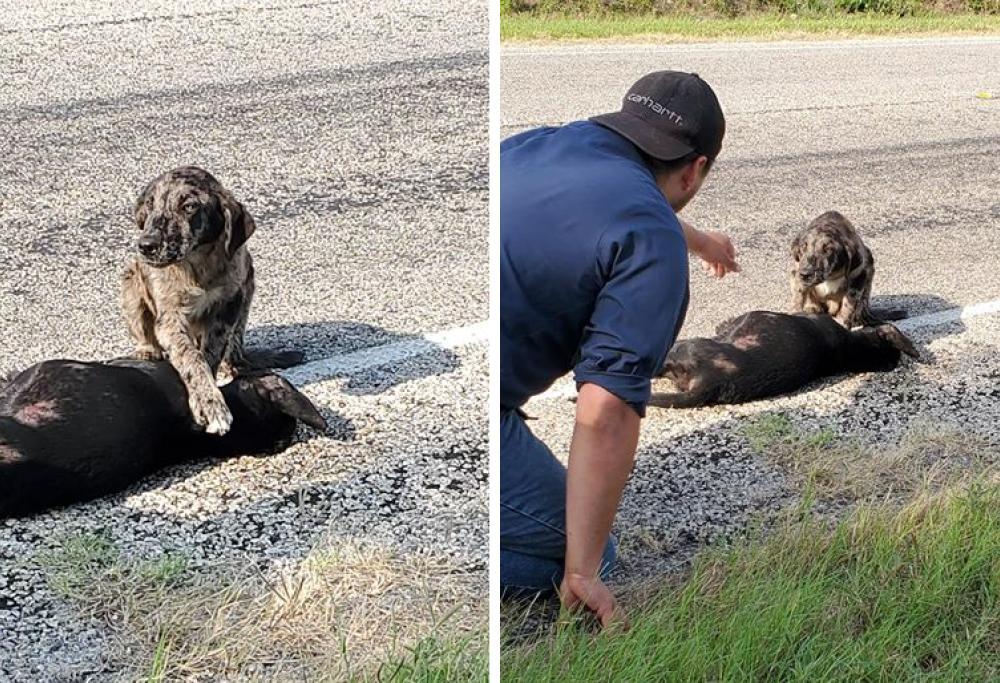 La sorellina viene uccisa, il cucciolo non  vuole lasciare il copro della cagnolina