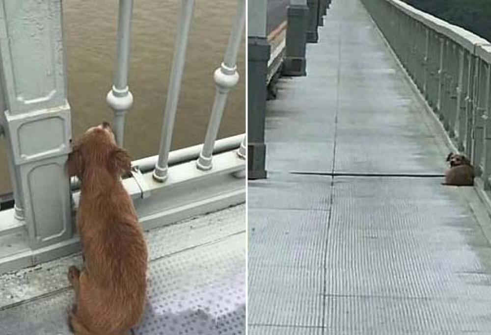 Uomo si suicida lanciandosi da un ponte: il cane lo aspetta lì per 4 giorni