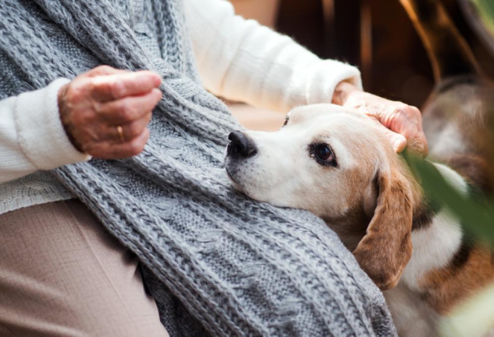 L'anziana padrona muore in casa insieme al cane: la storia commovente