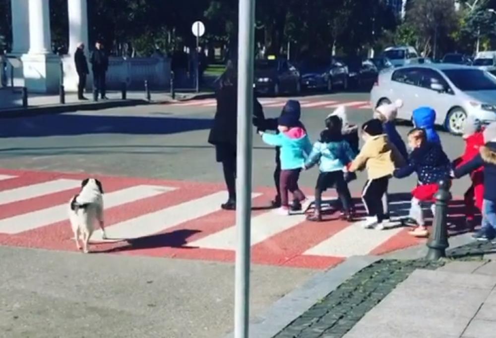 Questo dolcissimo cane ogni giorno aiuta i bambini ad attraversare la strada in sicurezza