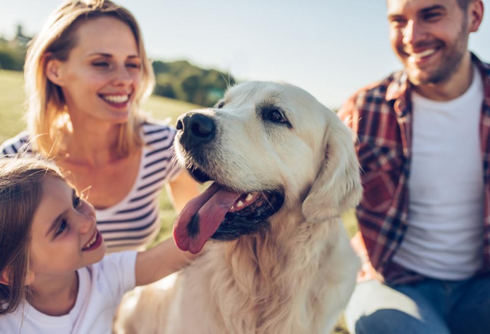 Vacanze con il cane? Ecco cosa bisogna sapere