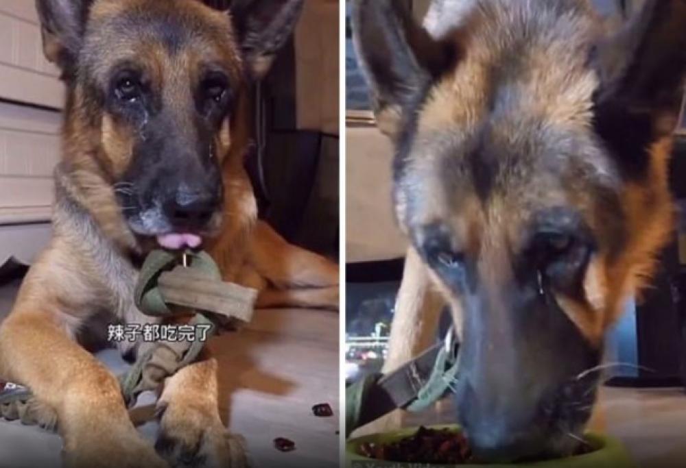 Video shock del cane in lacrime costretto a mangiare cibo piccante: da denuncia