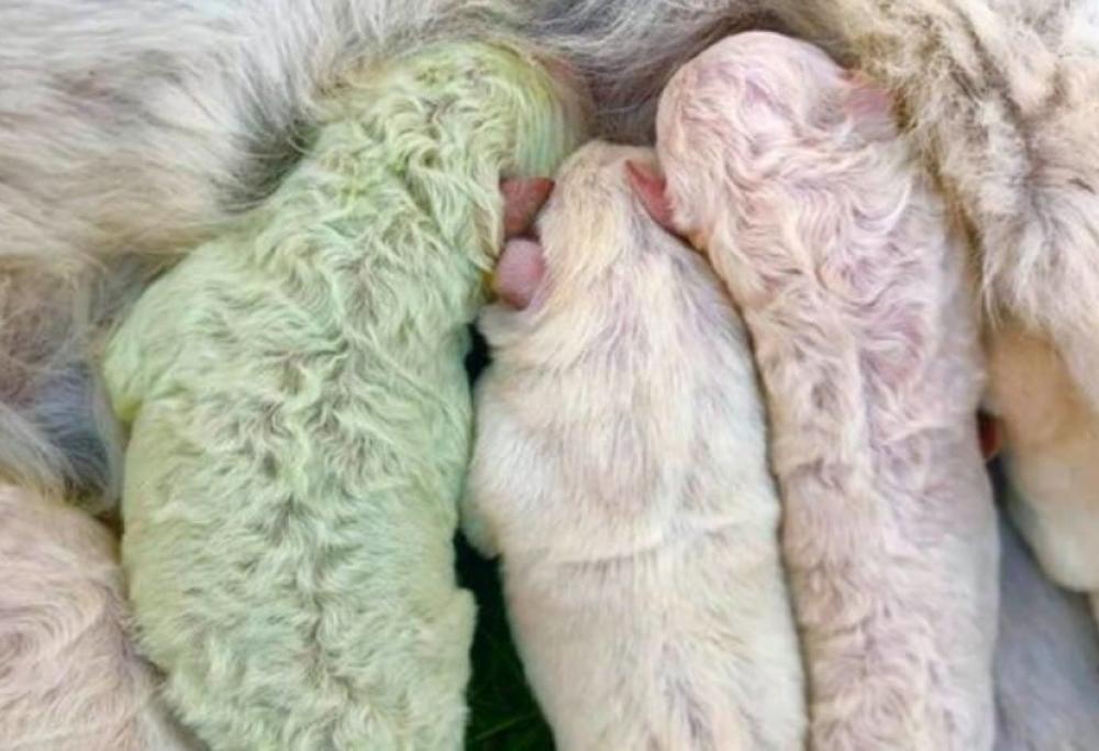 Lui è Pistacchio, il cucciolo di Labrador nato con il pelo verde