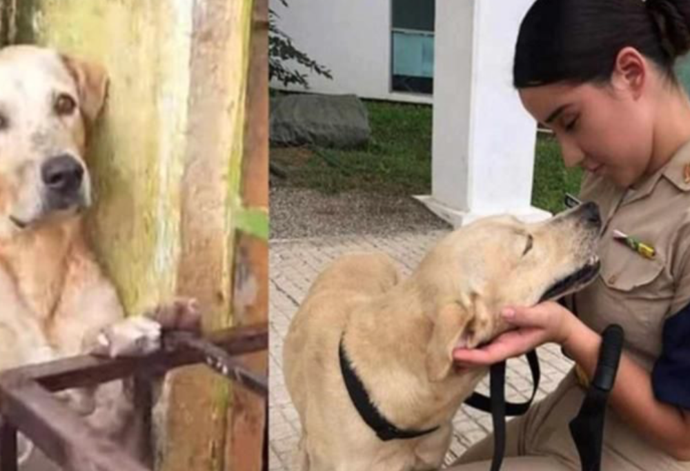 Il cane sopravvissuto all’alluvione in Messico è stato adottato dalla Marina