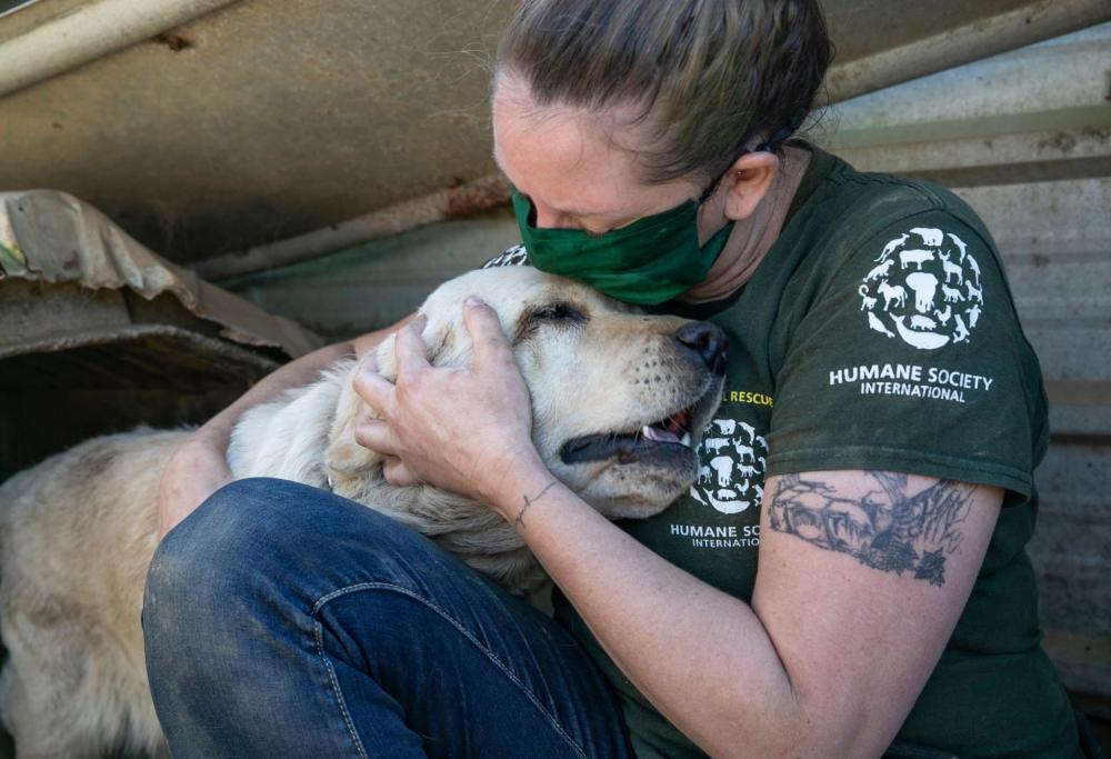 In Corea del Sud sono stati salvati 200 cani dal macello