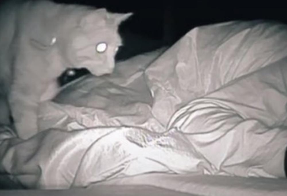 Dormiva molte ore, ma era sempre stanca: la colpa era del gatto!