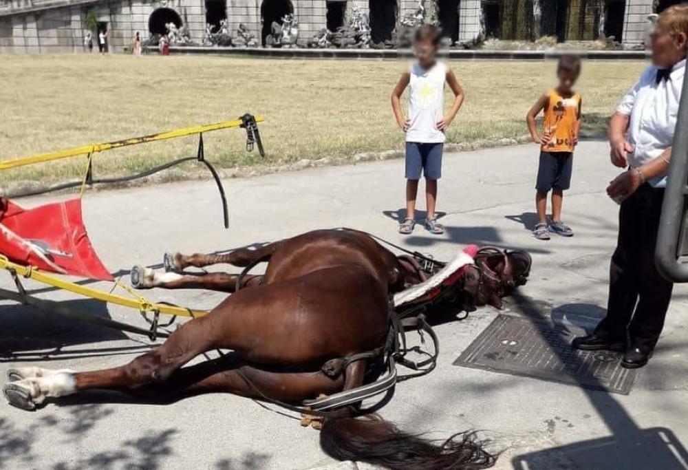 Cavallo morto nei giardini della Reggia di Caserta mentre trasportava turisti