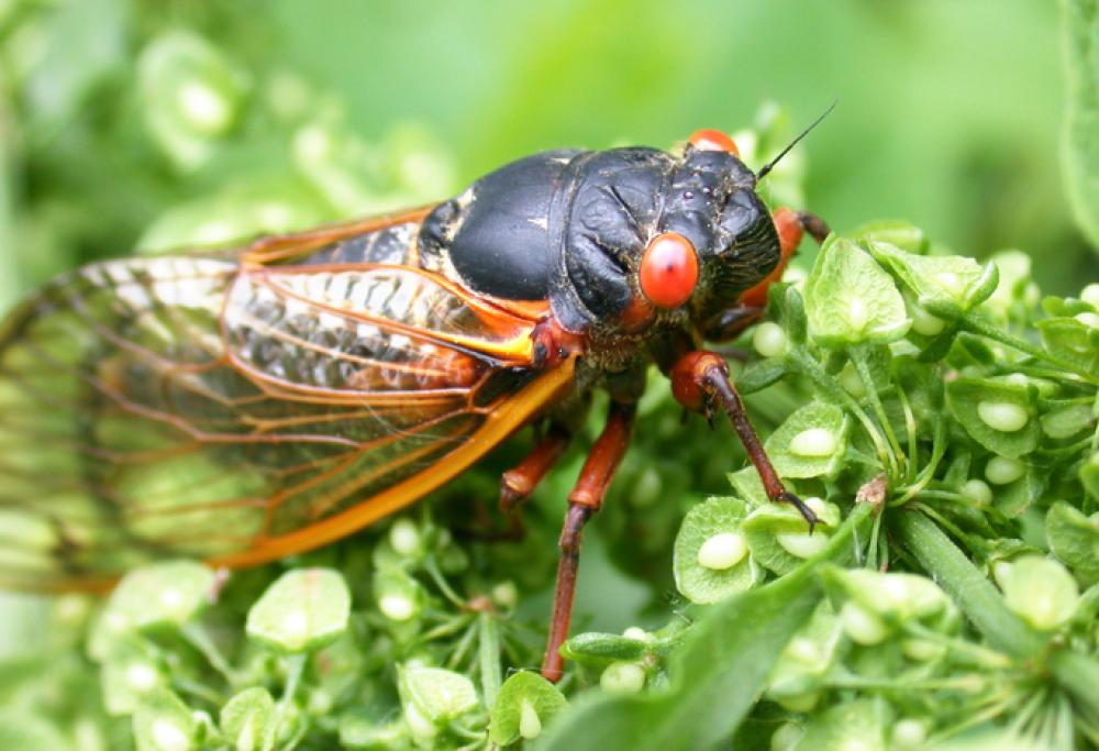 Miliardi di cicale dagli occhi rossi potrebbero emergere dalla terra e invadere New York