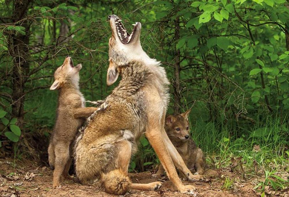 Questa dolcissima mamma coyote insegna l'ululato ai cuccioli