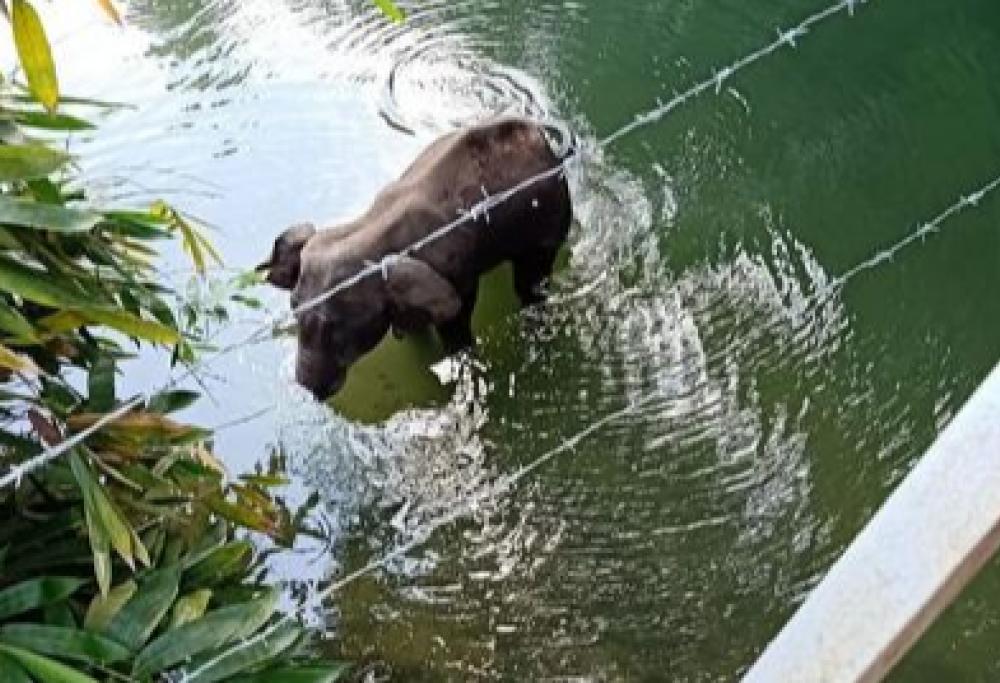 Elefantessa incinta mangia un'ananas riempito di petardi: muore in piedi nel fiume 