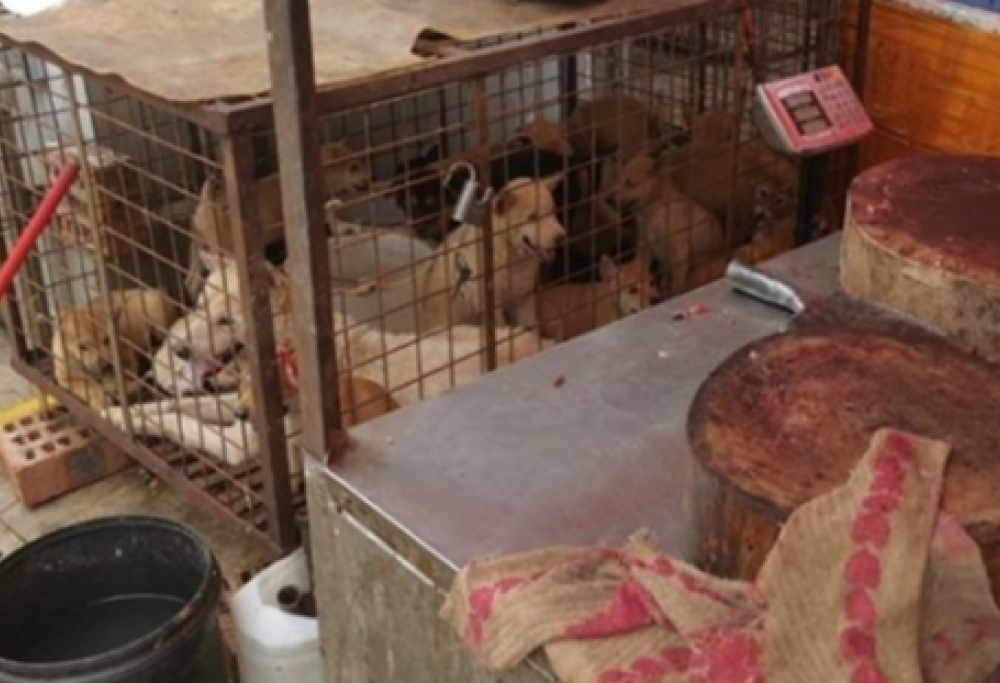 Cina, Festival di Yulin: cani e gatti macellati per essere mangiati