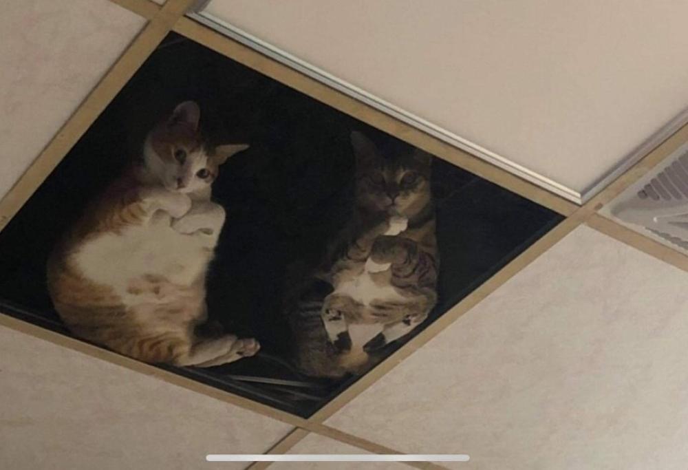 Negoziante installa un pannello a vetri nel soffitto: ora i suoi gatti passano tutto il giorno a fissarlo
