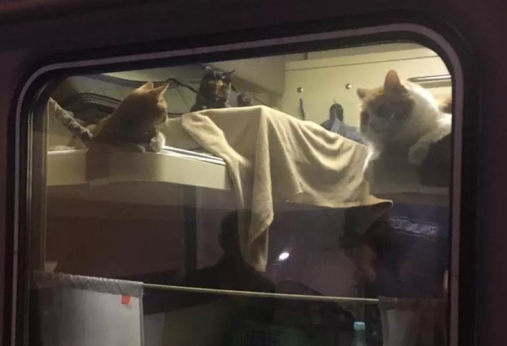 Compra un intero scompartimento del treno per far viaggiare comodi i suoi gatti