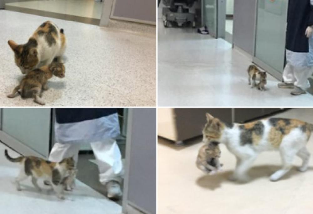 Mamma gatta porta il suo gattino malato in ospedale: le foto sono tenerissime