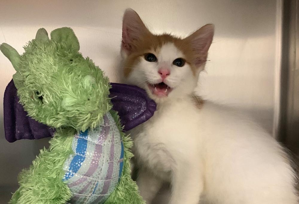 Questo gattino è andato dal veterinario con il suo amico Drago