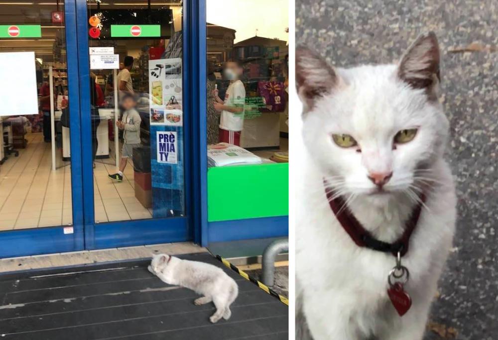Come Hachiko, questa gatta aspetta la sua padrona davanti al negozio dove la accompagnava, ma lei non c'è più