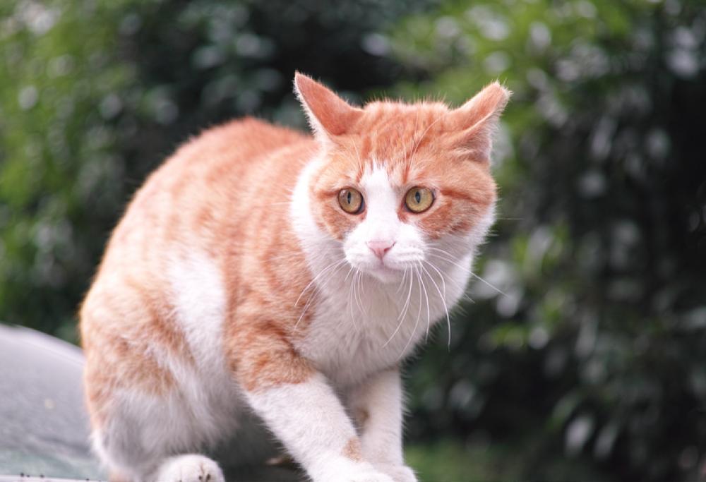 Aveva preso a calci un gatto: condannato a pagare una multa di 10 mila euro