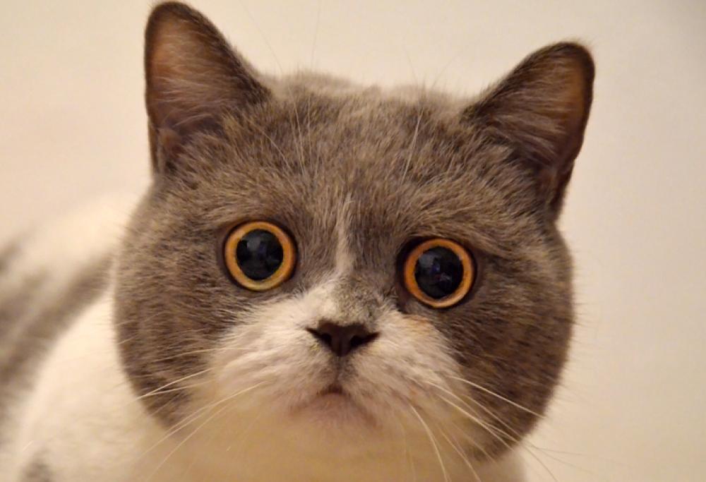 Organizzano una festa di compleanno per il gatto: 15 contagiati