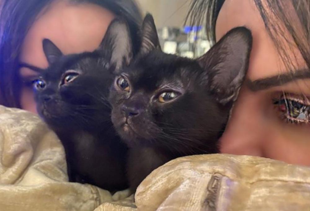 Nina Moric arriva dal veterinario ma si accorge di aver lasciato il gatto a casa