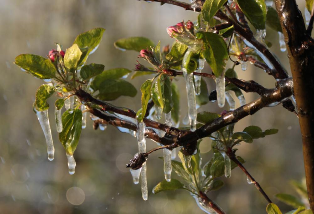 Meteo, l'inverno sta tornando: allarme gelo per i frutteti già fioriti