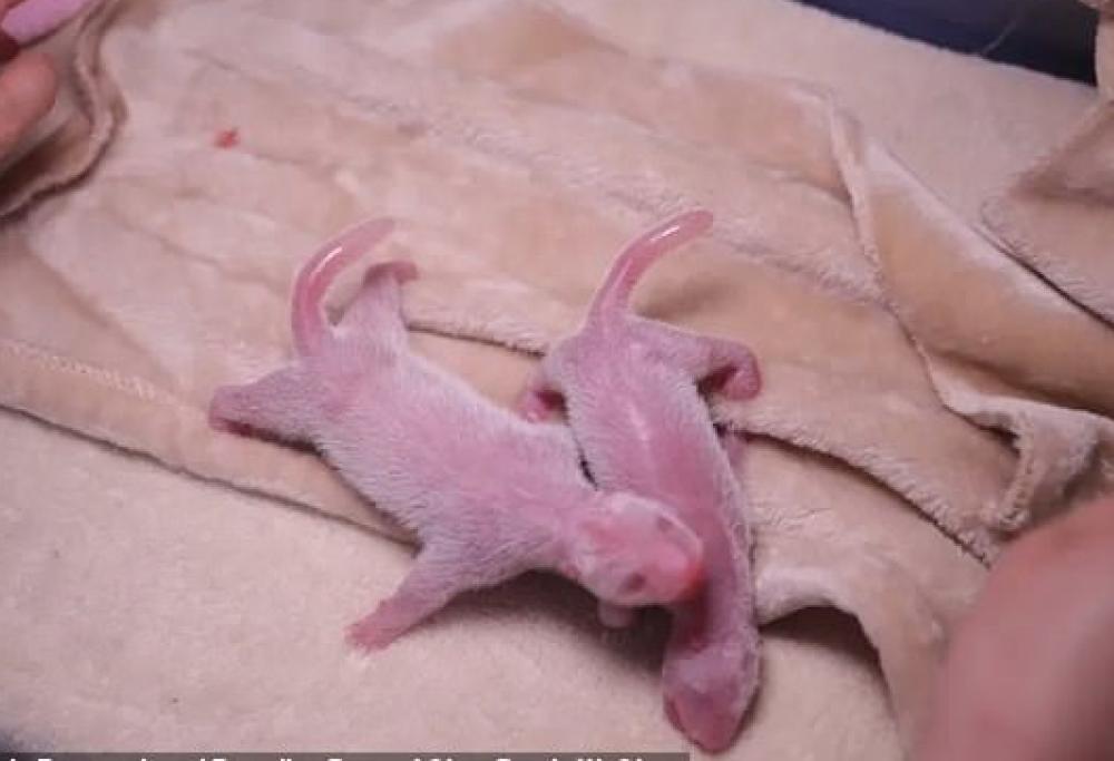 In Cina nascono due adorabili panda gemelli: "Sano" e "Salvo".