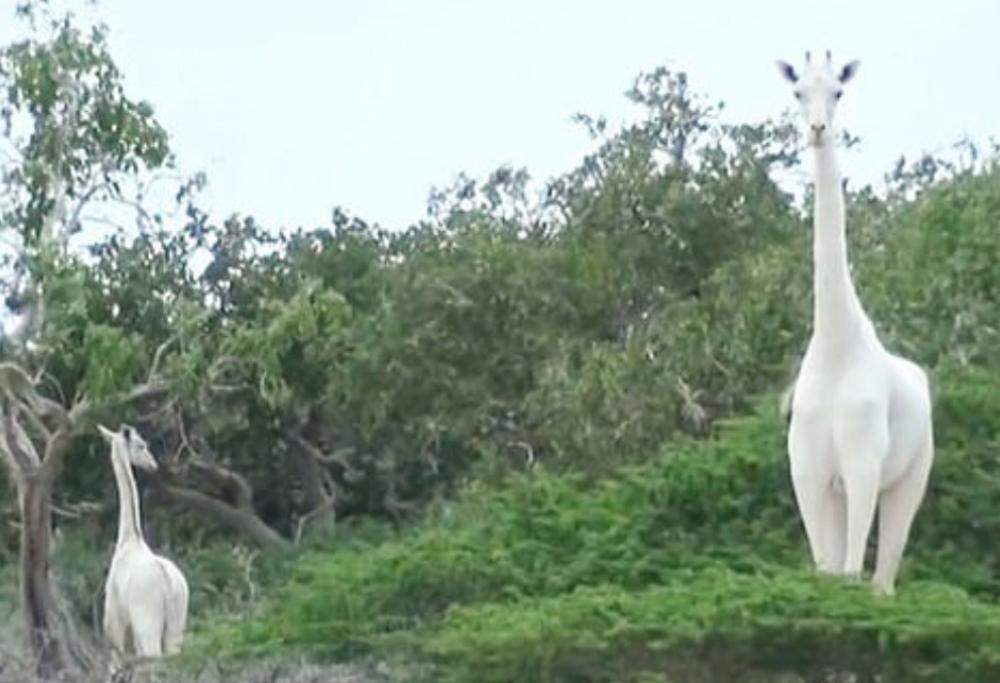 Una delle ultime giraffe bianche al mondo è stata uccisa con il suo cucciolo in Kenya dai bracconieri