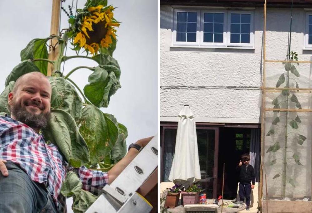 Bimbo vuole un girasole grande come una casa e il padre esaudisce il desiderio