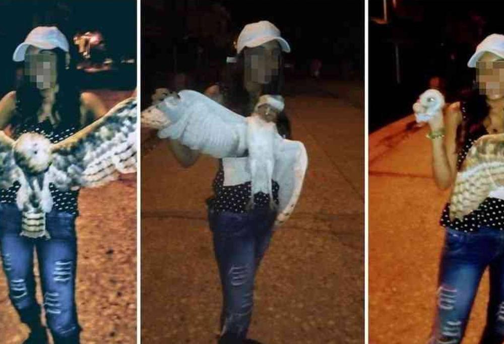 Uccisa la donna che aveva decapitato un gufo vivo in diretta