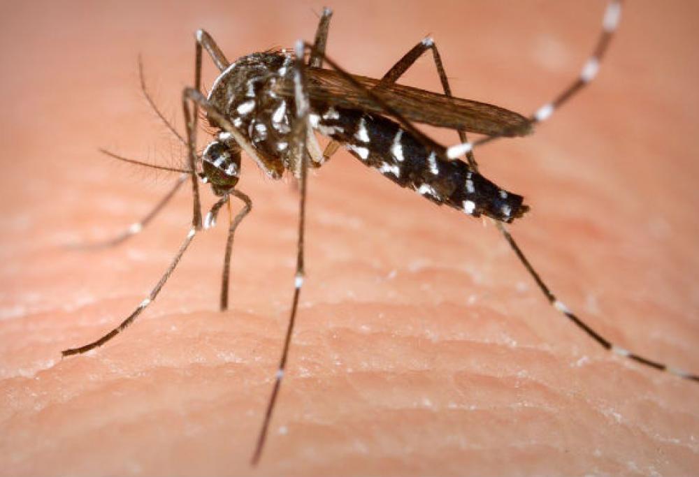 USA, allarme zanzara killer: trasmette un virus che distrugge il cervello