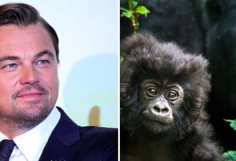Leonardo DiCaprio aiuta i gorilla in Congo donando 2 milioni di dollari