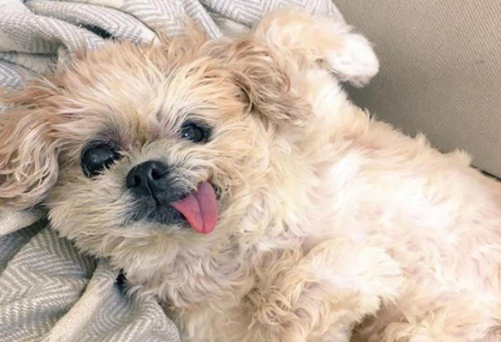 Addio a Marnie, la cagnolina più famosa di Instagram