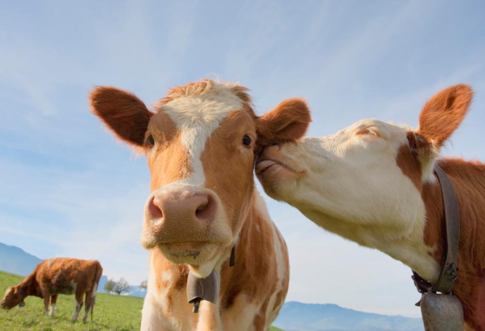 Boom di richieste per «Adotta una mucca», il progetto lanciato da una cooperativa veneta 