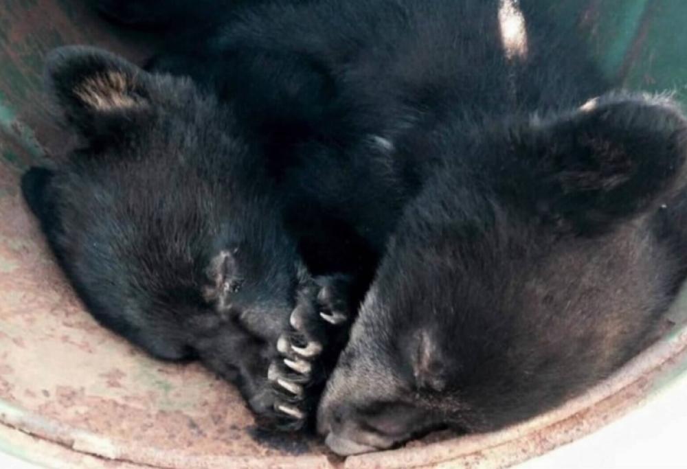 Rifiuta di uccidere 2 cuccioli di orso: licenziata guardia zoofila (ma vince la causa)