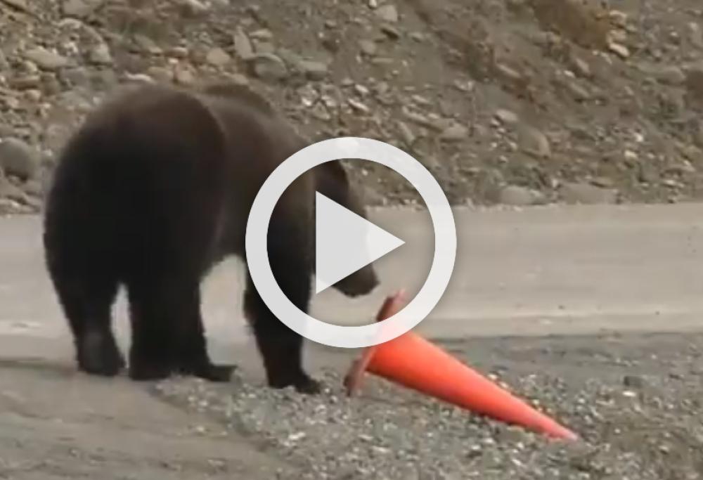 Il video dell'orso educato che sistema il birillo è esilarante
