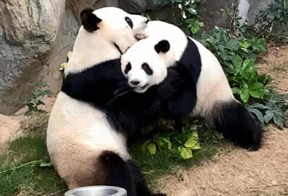 Lo zoo chiude per coronavirus e i panda (finalmente) si accoppiano