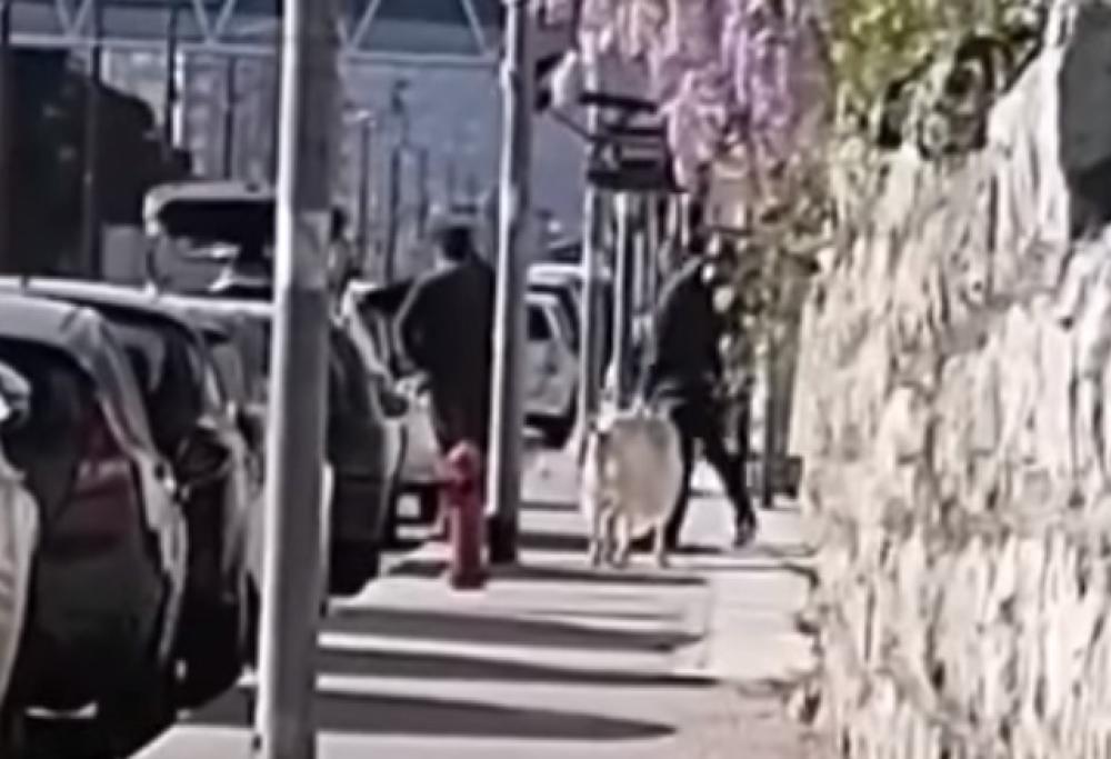 Palermo, uomo gira per strada con una pecora al guinzaglio e viene multato