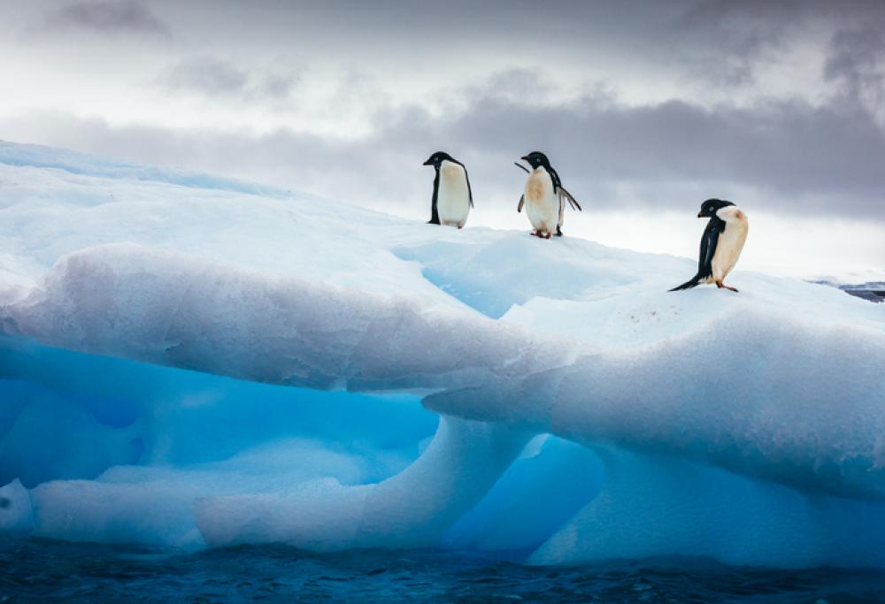 Il cambiamento climatico sta decimando i pinguini: crollo del 60%