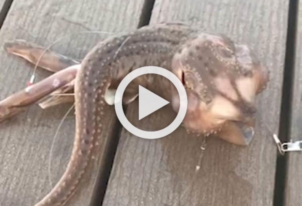 Misteriosa creatura pescata al largo di Coney Island: il video è virale