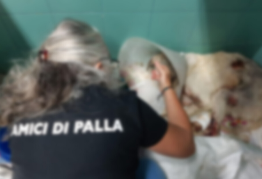 Morto il cane pastore che non voleva abbandonare il suo gregge durante gli incendi in Sardegna 