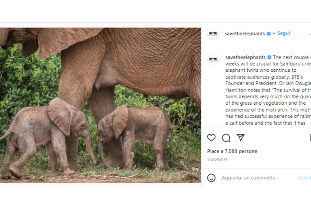 Kenya: nascono due elefanti gemelli in una riserva naturale