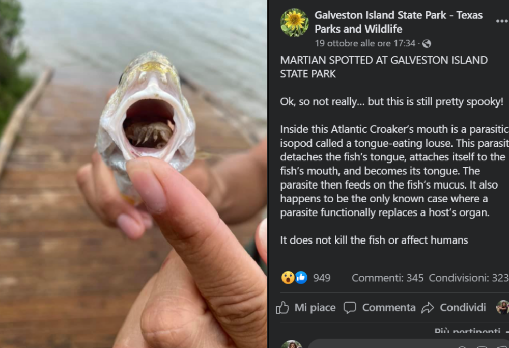 Trovato nella bocca di un pesce in Texas il parassita “mangia-lingua” 