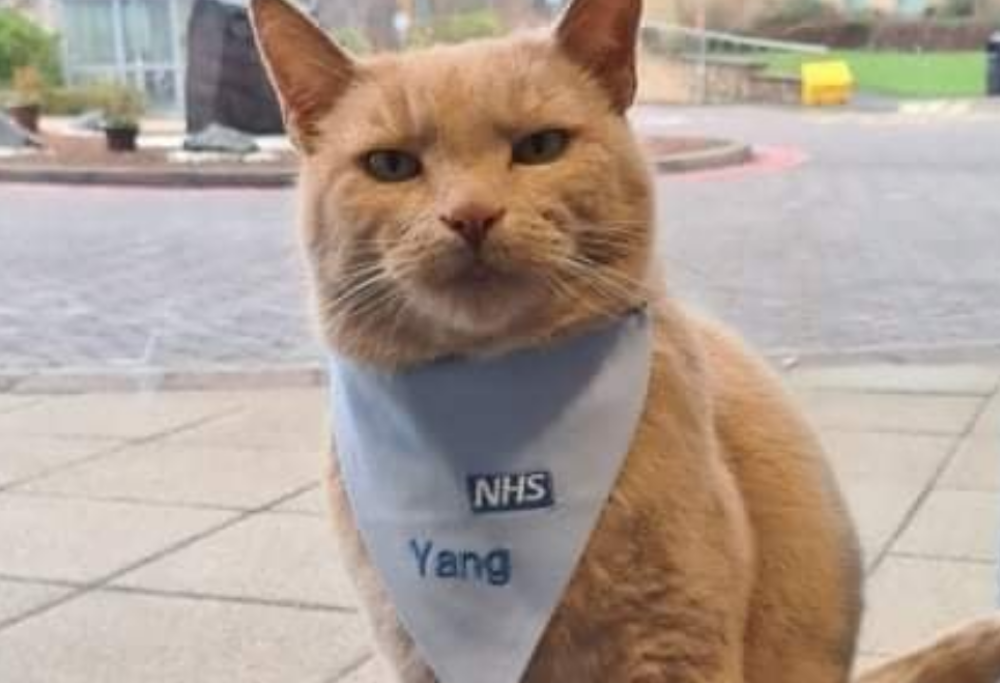 Il gatto Yang potrebbe ricevere un'onorificenza ufficiale per il suo sostegno ai malati di un ospedale