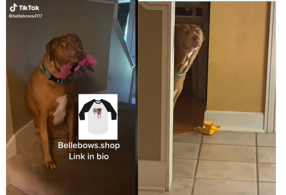 Questo cane è una star di TikTok per la sua espressione costantemente sorpresa