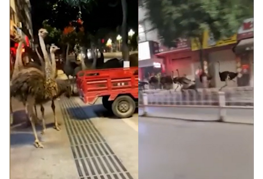 Cina: 80 struzzi in fuga invadono la città