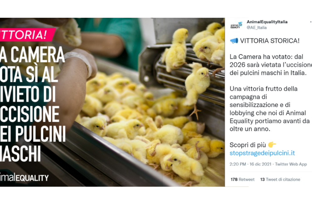Dal 2026 sarà vietata in Italia l’uccisione dei pulcini maschi
