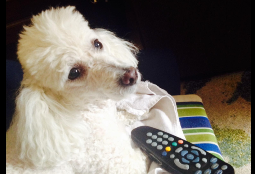 Il cane si siede sul telecomando e sottoscrive l'abbonamento a un canale hot