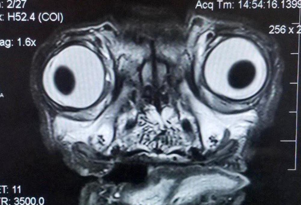 Questa radiografia (inquietante) mostra tutti i problemi di un Carlino