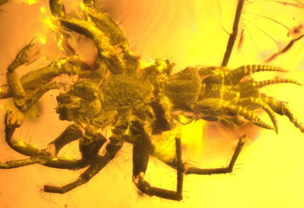 Trovato ragno preistorico con una coda simile allo scorpione