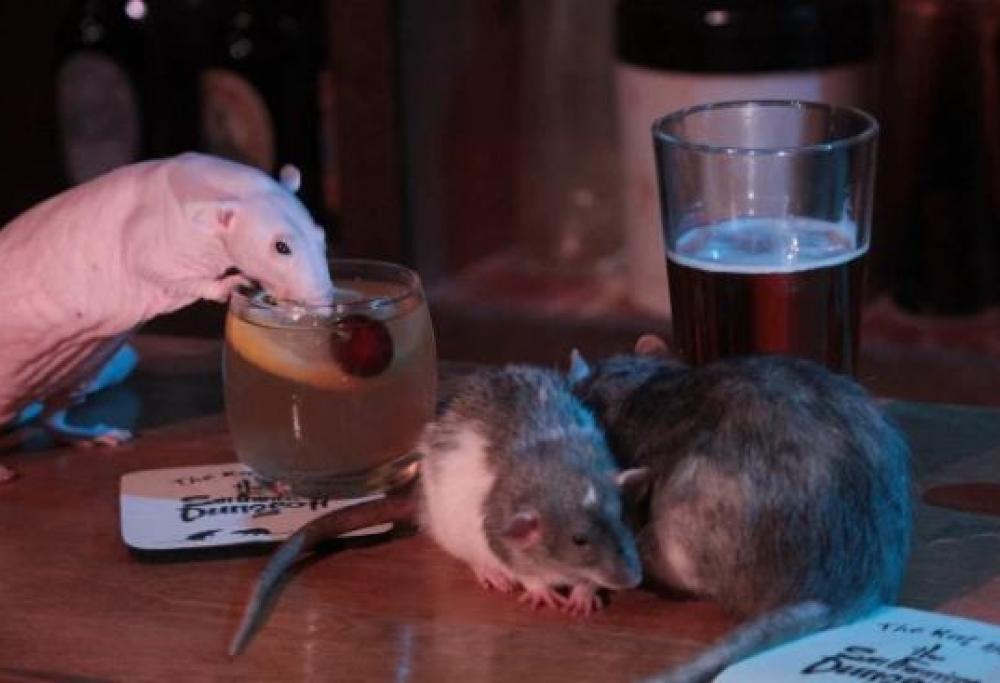 In questo bar puoi bere e mangiare in compagnia di "simpatici" ratti